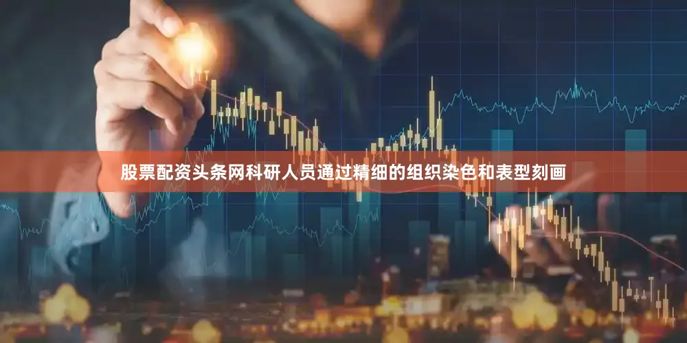 股票配资头条网科研人员通过精细的组织染色和表型刻画